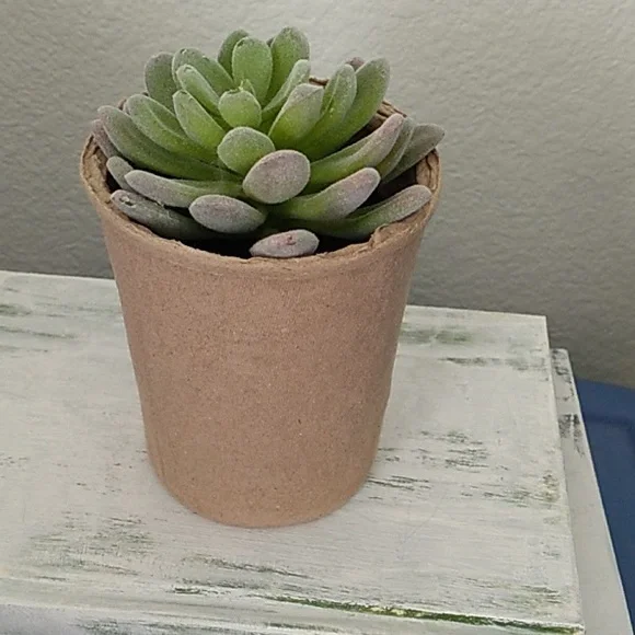 Succulent in a ceramic pot - Picture 6 of 9